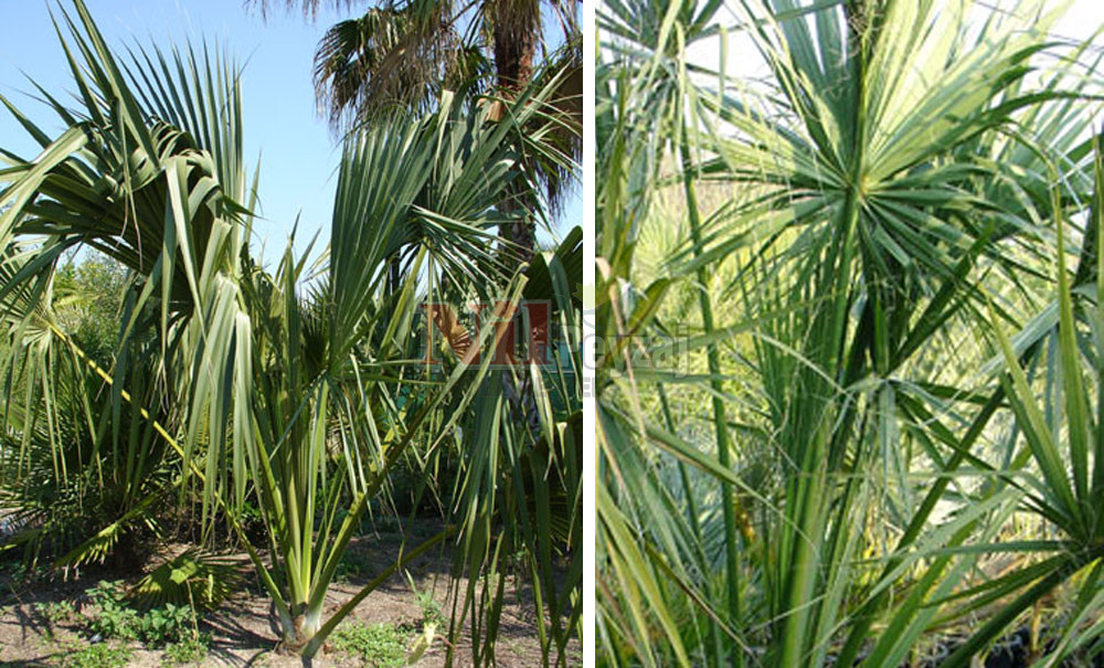 Sabal texensis/Teksas Sabal Palmiyesi