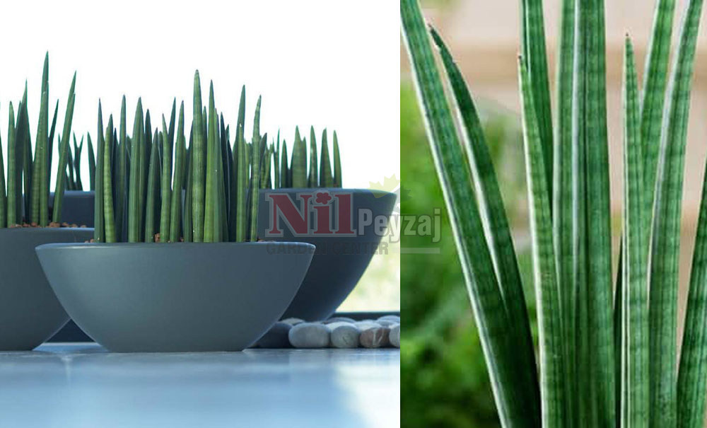 Sansevieria cylindrica/Paşa Kııcı