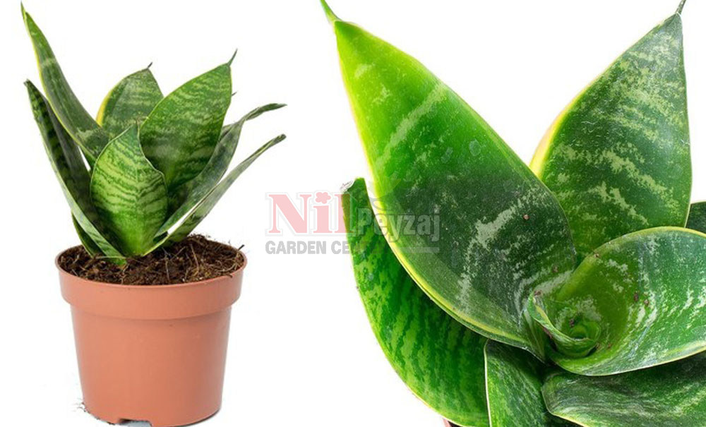 Sansevieria trifasciata ‘Hahnii’/Bodur Paşa Kılıcı