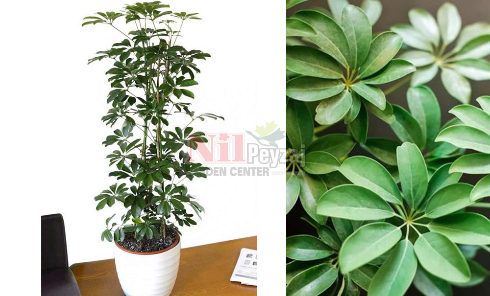 Schefflera arboricola/Şeflera