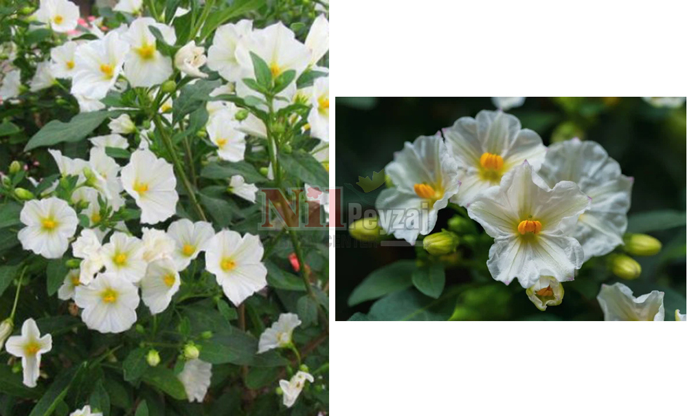 Solanum rantonnetii/Maviş-Beyaz