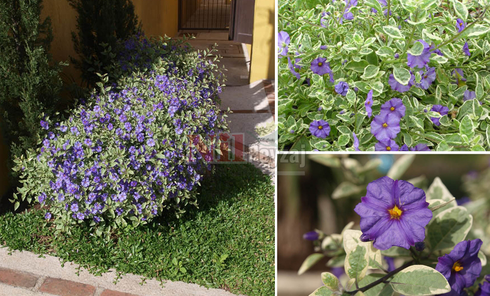 Solanum rantonnetii variegata/Alacalı Maviş