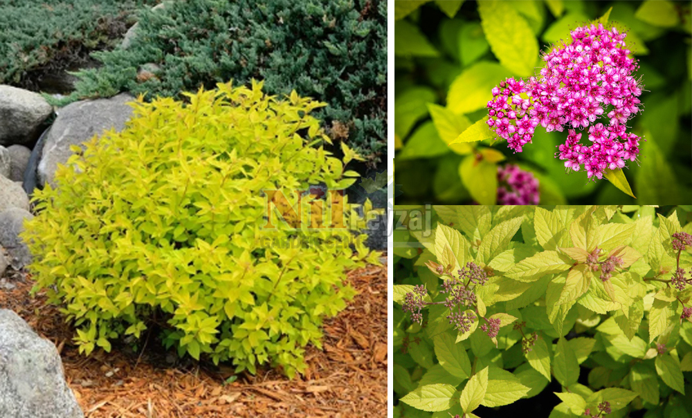 Spiraea japonica/Keçi Sakalı