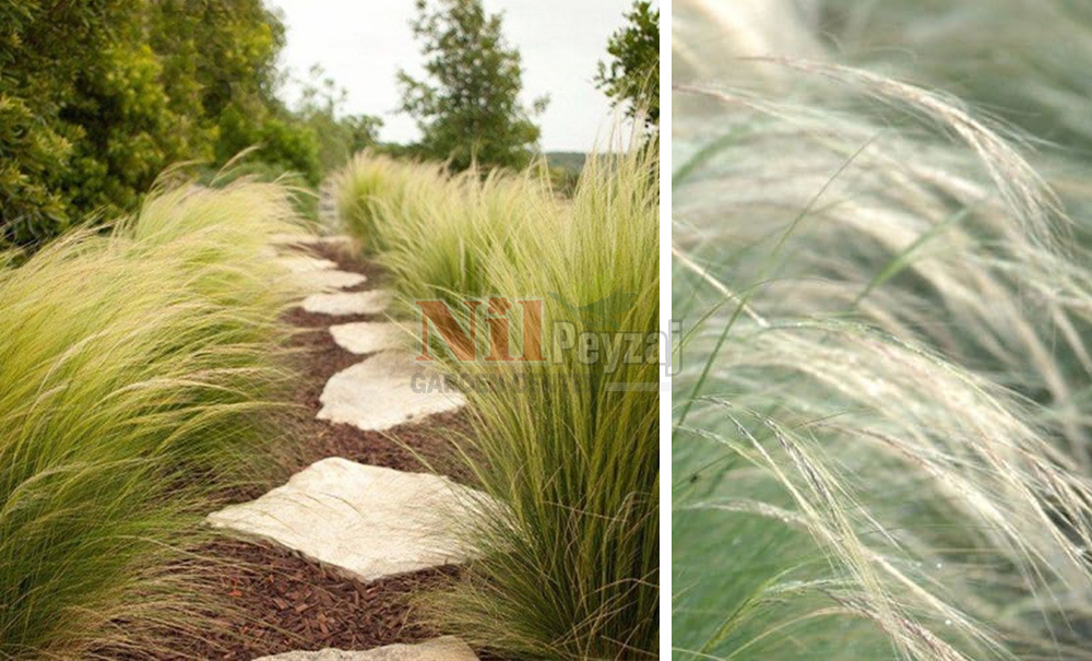 Stipa tenuissima/Stipa