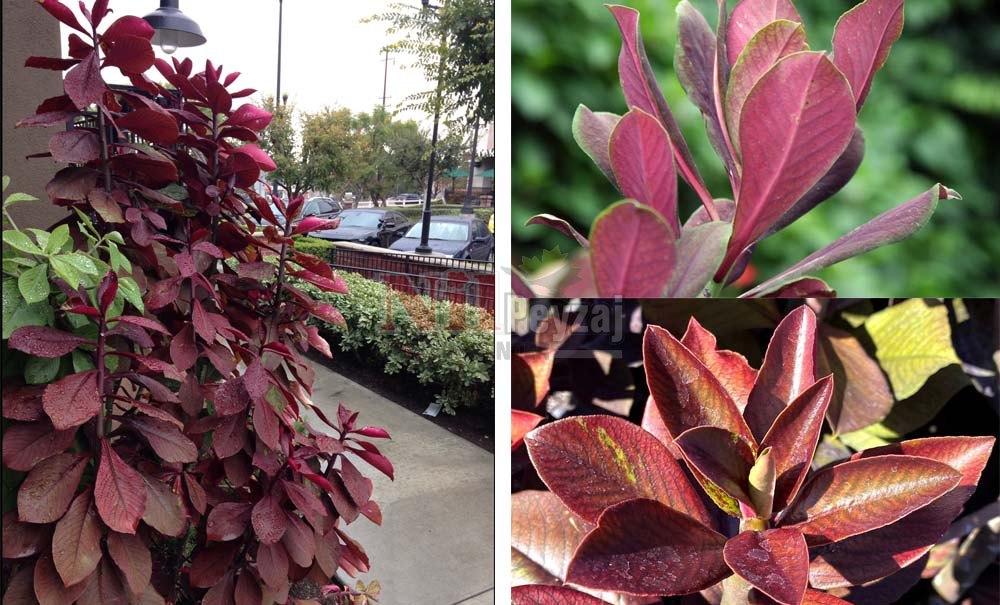 Synadenium grantii f. rubra