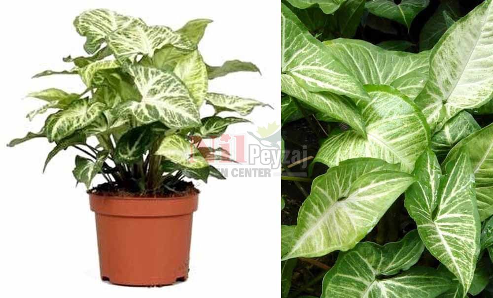 Syngonium podophyllum/Patos Sarmaşığı