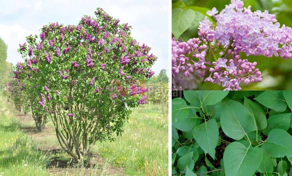 Syringa vulgaris/Leylak