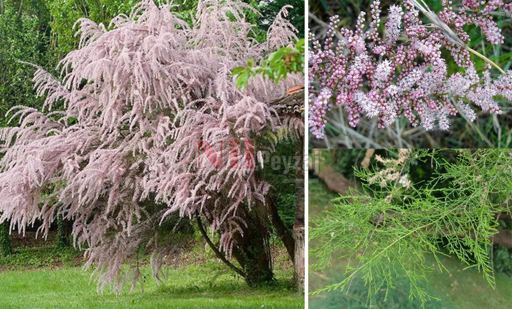 Tamarix tetrandra/Ilgın