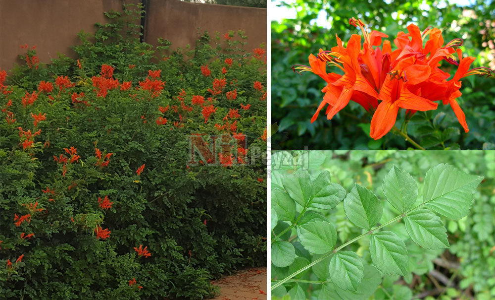 Tecoma capensis/Çalı Acem Borusu