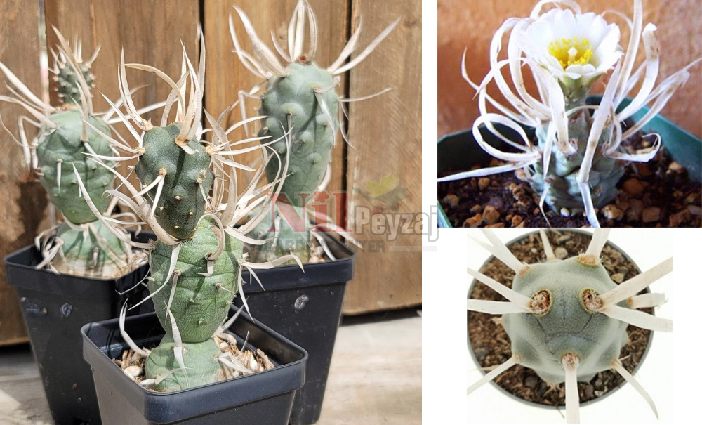 Tephrocactus articulatus/Kağıt Kaktüsü