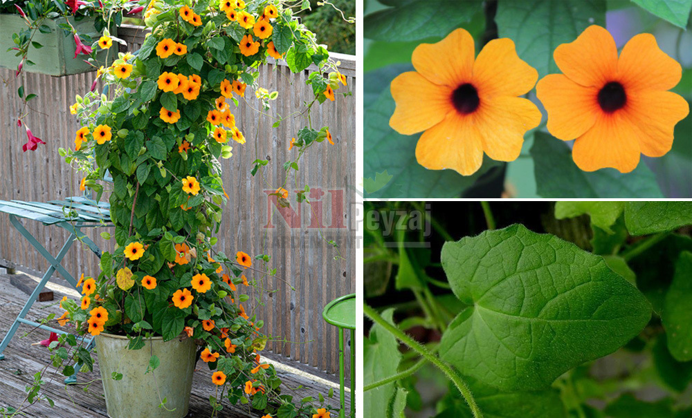 Thunbergia alata/Siyah Gözlü Suzan