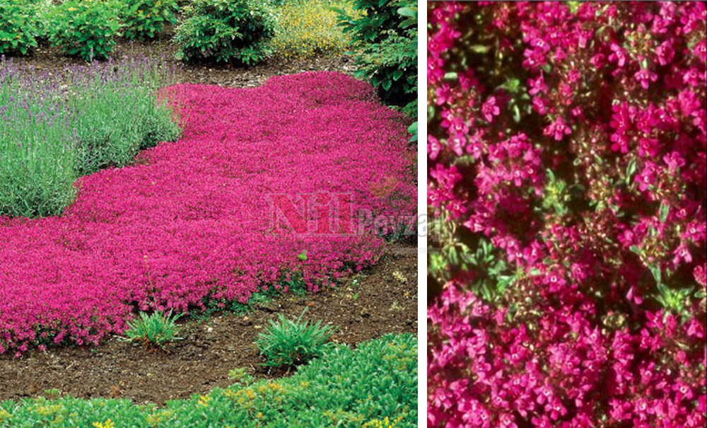 Thymus praecox-creeping red/Kekik yayılıcı