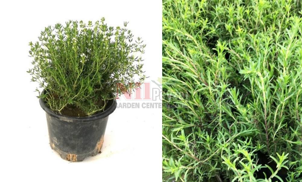 Thymus vulgaris/Dağ kekiği