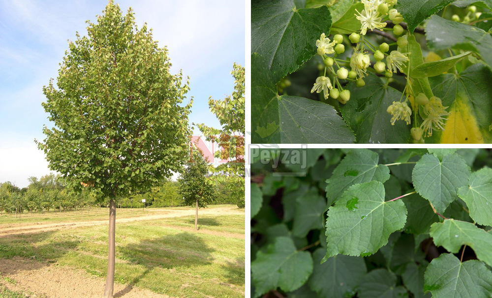 Tilia cordata/Ihlamur