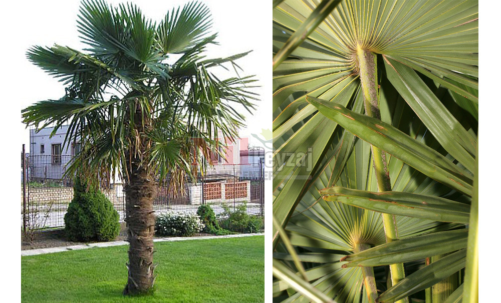 Trachycarpus fortunei/Kıllı Gövdeli Palmiye