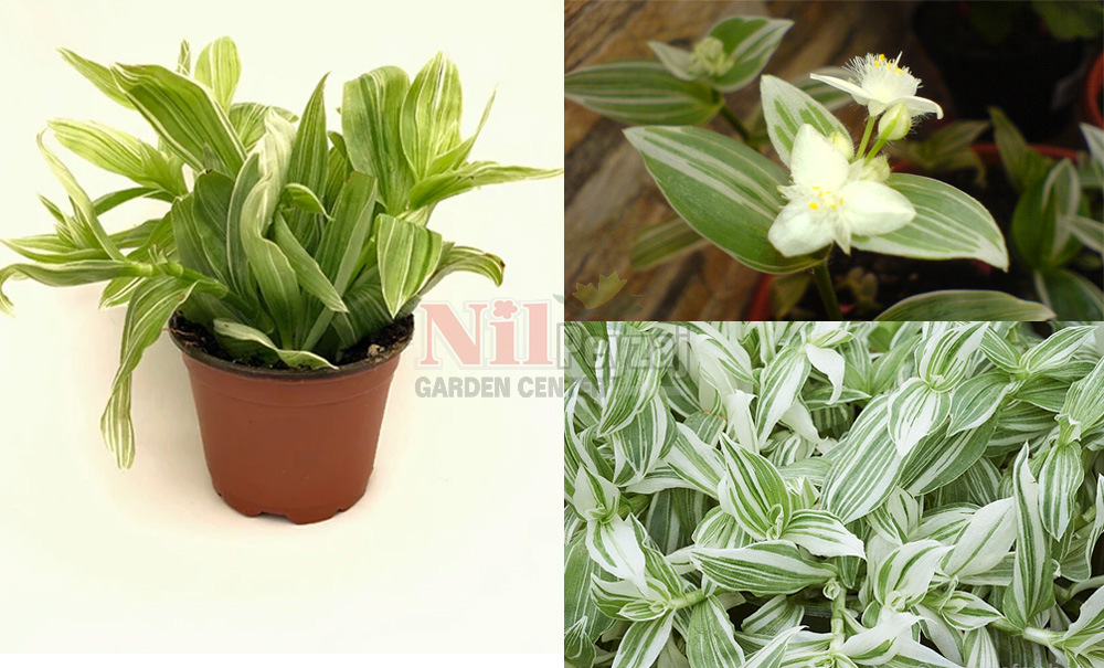 Tradescantia albifolia/Beyaz Telgraf Çiçeği