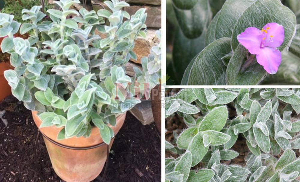 Tradescantia sillamontana/Tüylü Telgraf Çiçeği