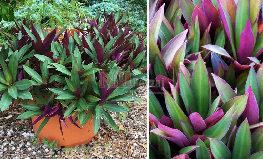 Tradescantia spathacea/Top Telgraf Çiçeği
