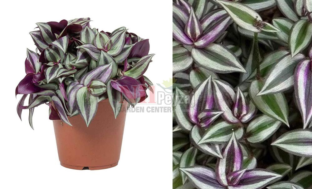 Tradescantia zebrina/Çizgili Telgraf Çiçeği
