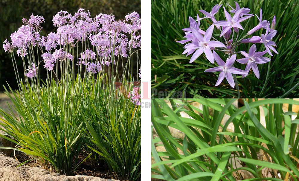 Tulbaghia violacea/Sosyete Sarımsağı