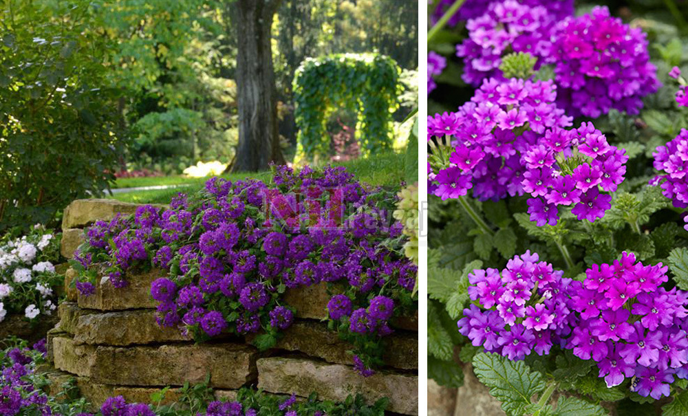 Verbena x peruviana/Verbana