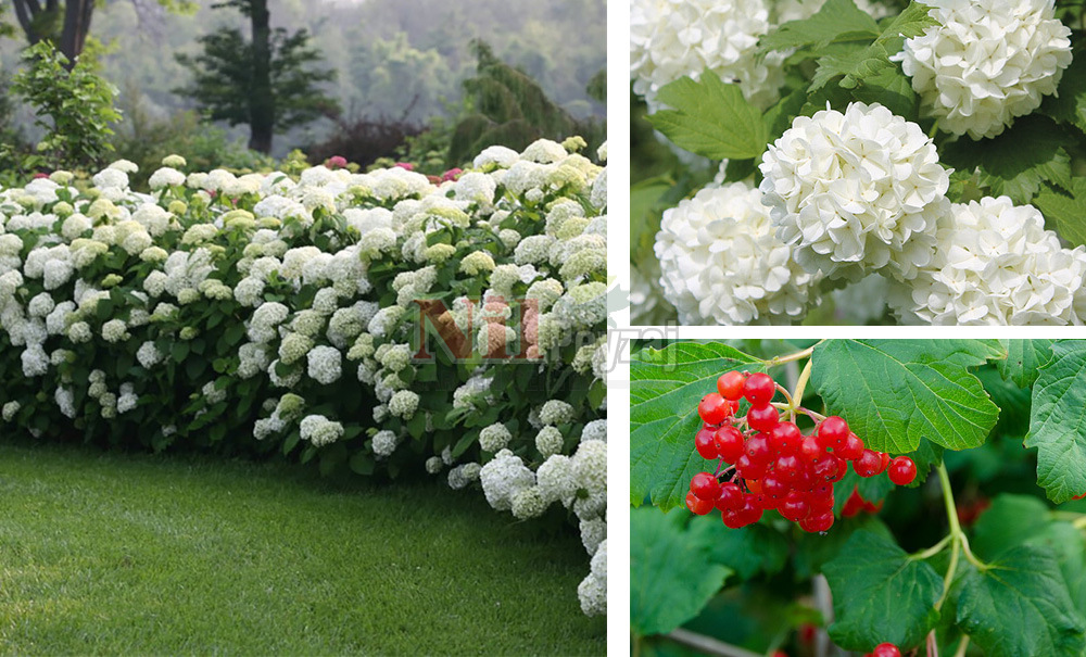 Vibirnum Opulus/Kartopu yaprak döken