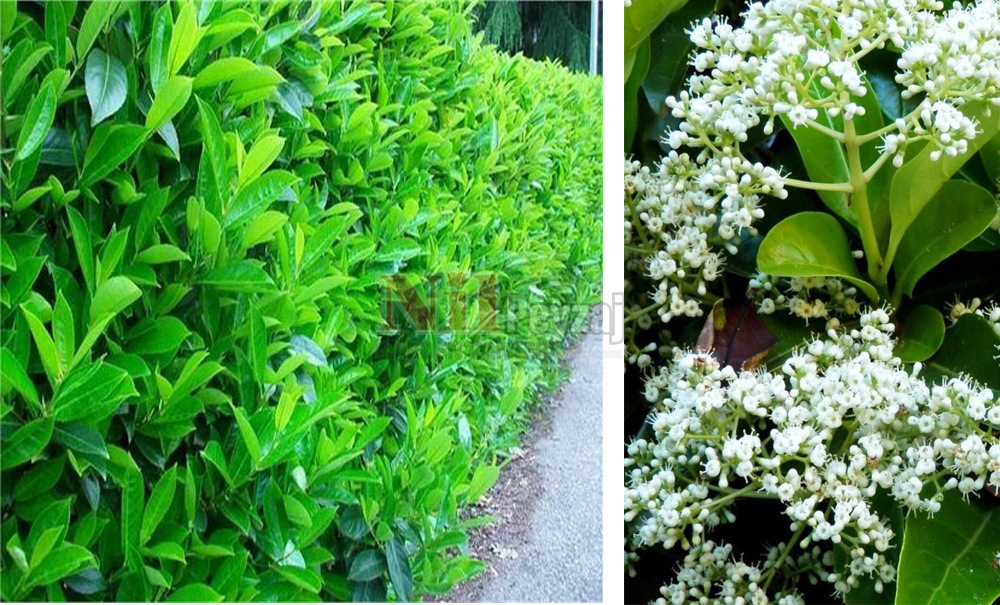 Vibirnum lucidum/Parlak Yapraklı Kartopu