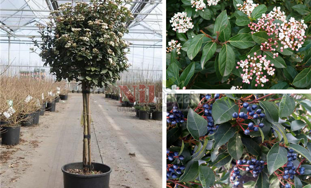 Vibirnum tinus/Tüylü Kartopu (Tige)