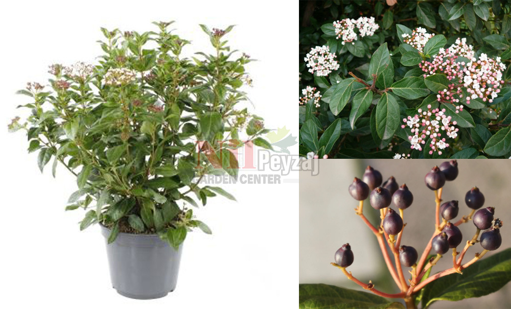 Vibirnum tinus/Tüylü Kartopu