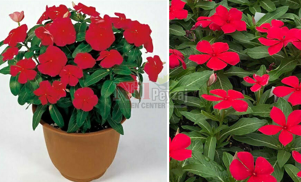 Vinca victory red
