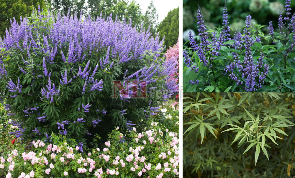 Vitex agnus-cactus/Hayıt