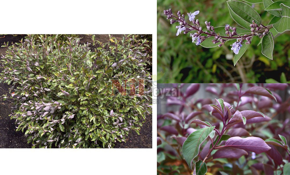 Vitex trifolia ‘Purpurea’/Mor Hayıt