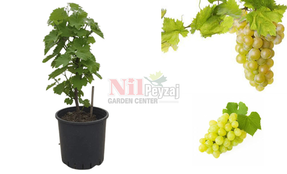 Vitis vinifera/Üzüm