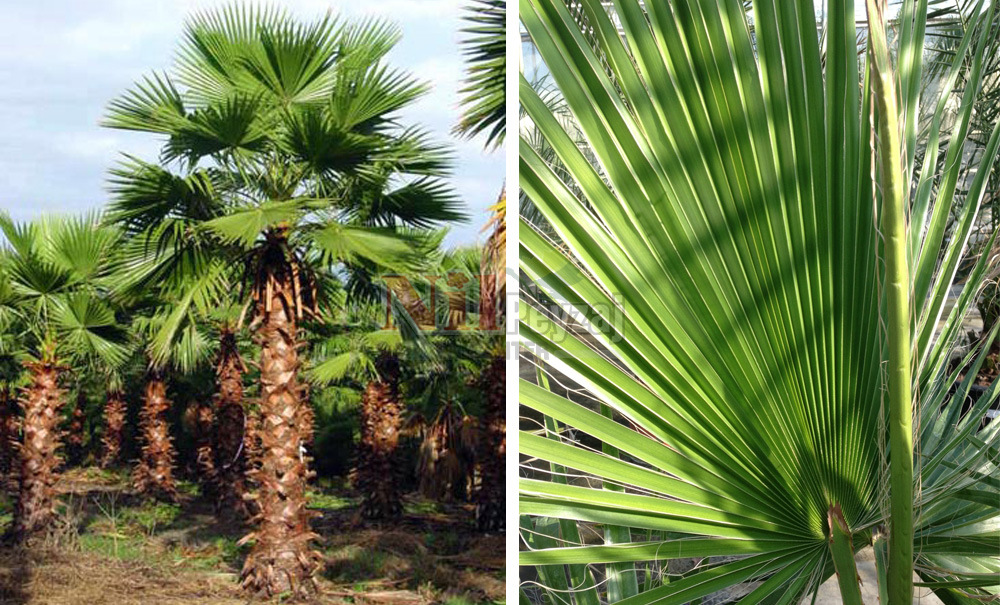 Washingtonia robusta/Vaşington Palmiye