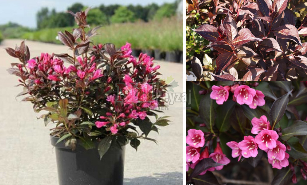 Weigela florida ‘Alexandra’