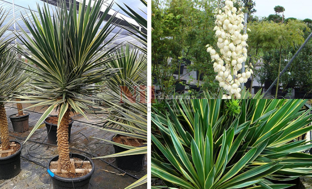 Yucca aloifolia variegata/Alacalı Avize Çiçeği