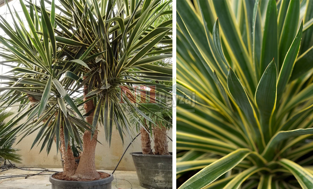 Yucca elephantipes variegata/Alacalı Fil Ayaklı Yukka