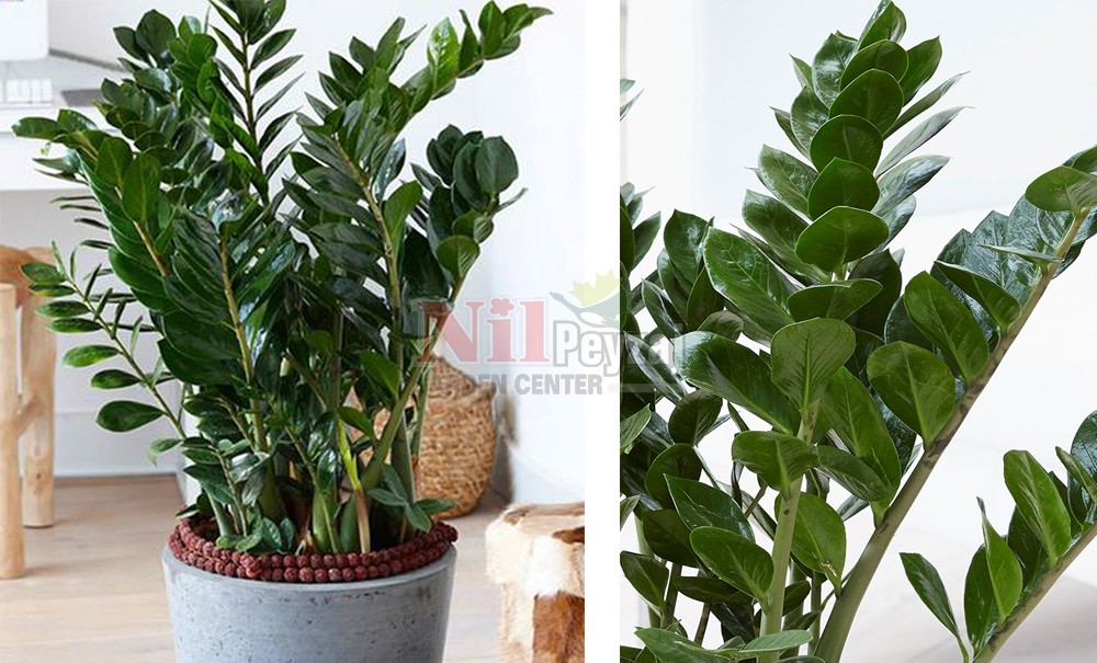 Zamioculcas zamiifolia