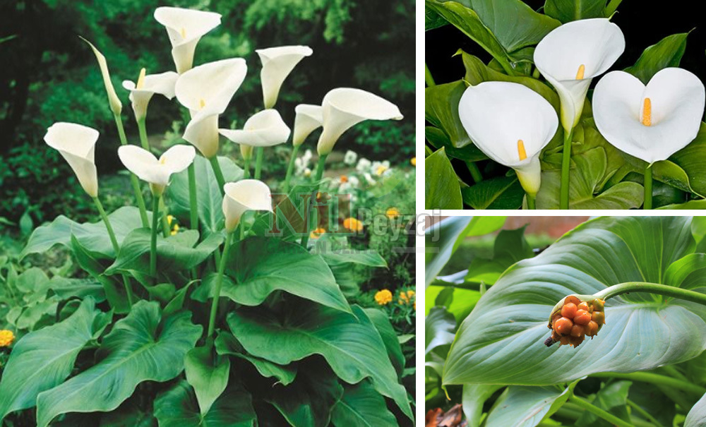 Zantedeschia aethiopica/Kala