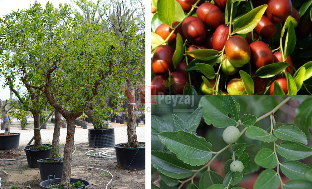 Ziziphus jujuba/Hünnap