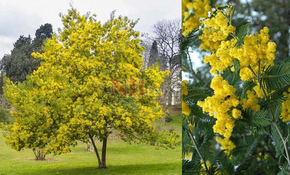 Acacia dealbata/Mimoza