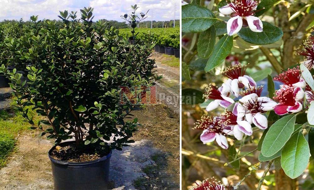 Acca sellowiana/Kaymak Ağacı