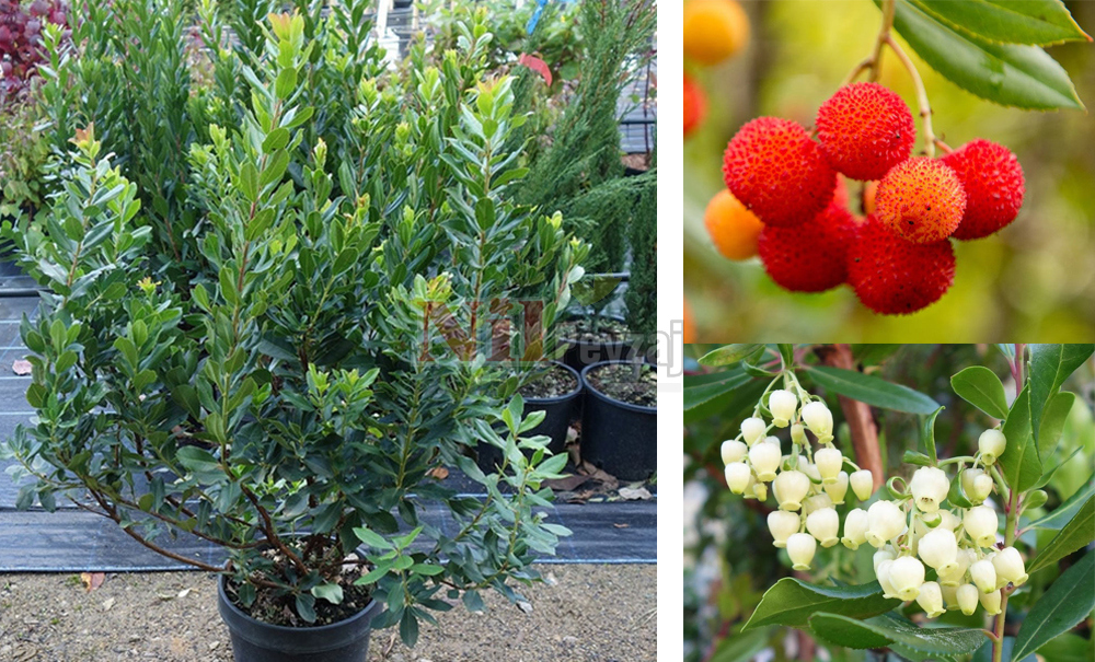 Arbutus unedo/Koca Yemiş, Dağ Çileği