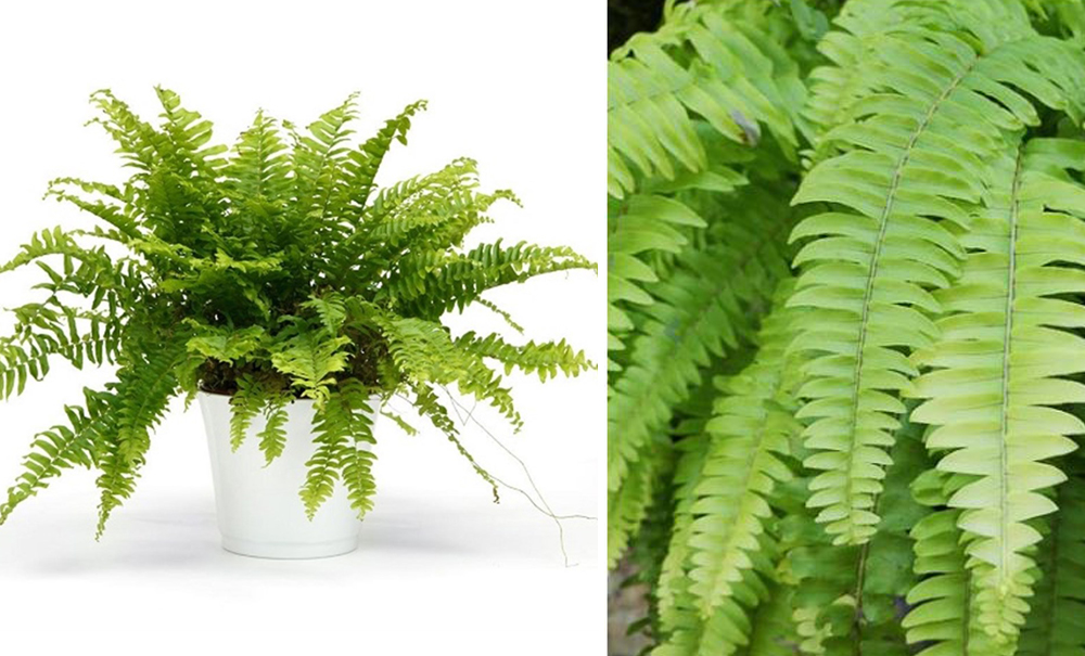 Nephrolepis exaltata/Aşk Merdiveni