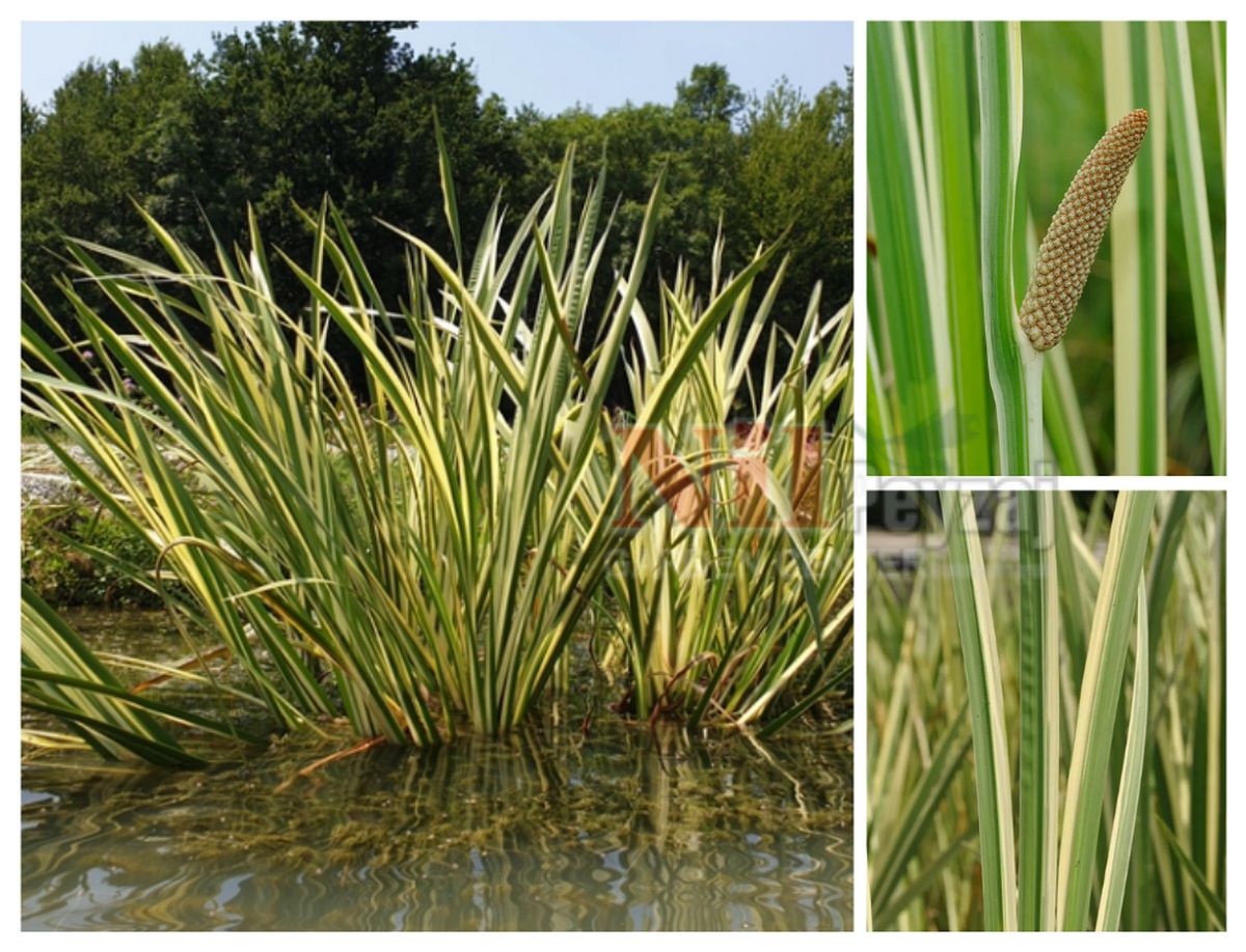 Acorus calamus ‘Variegatus’