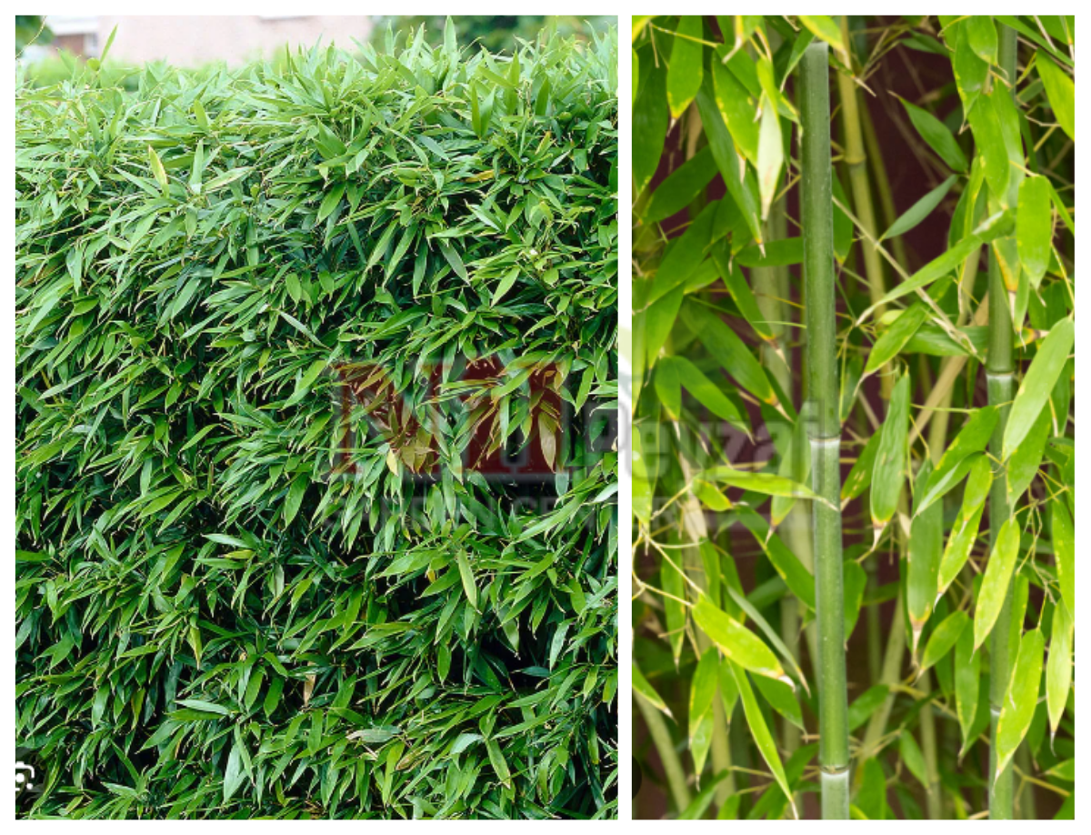 Phyllostachys bissetii