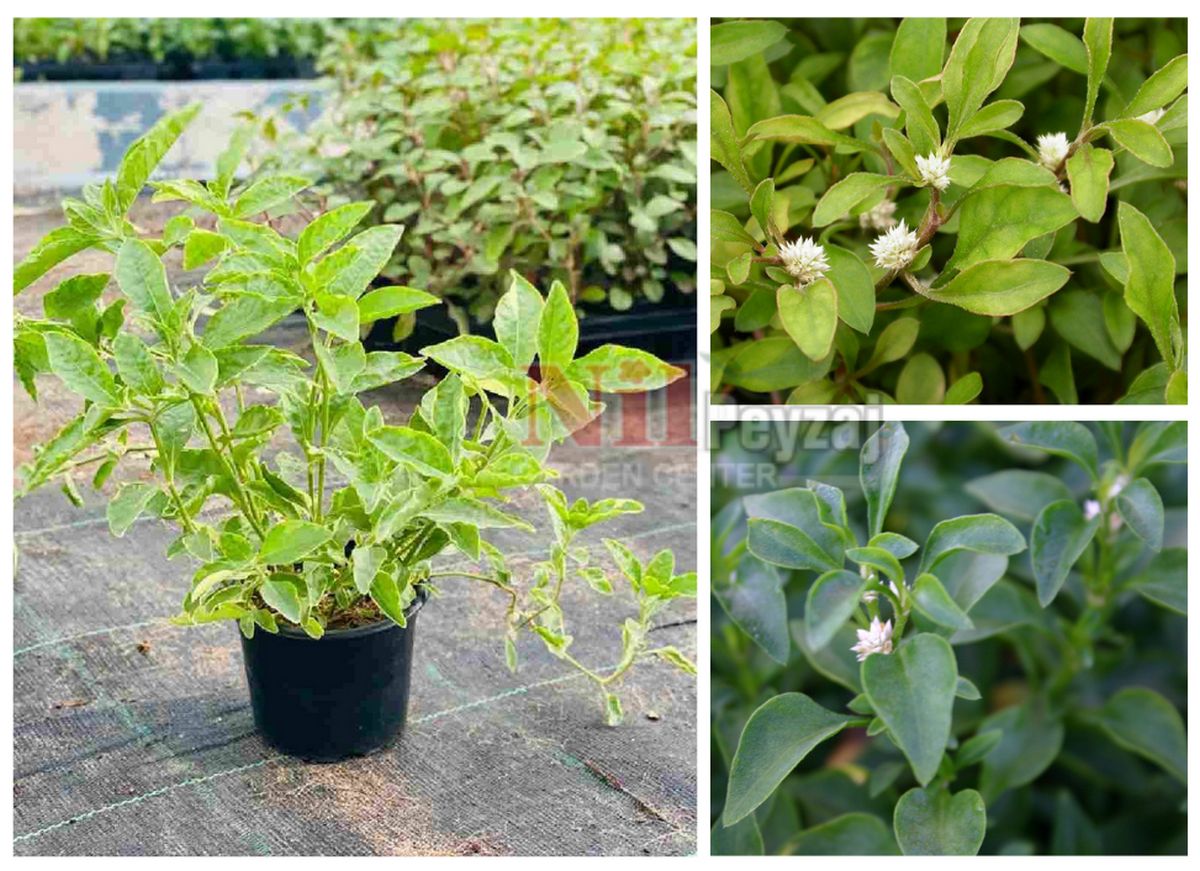 Alternanthera ficoidea ‘green’