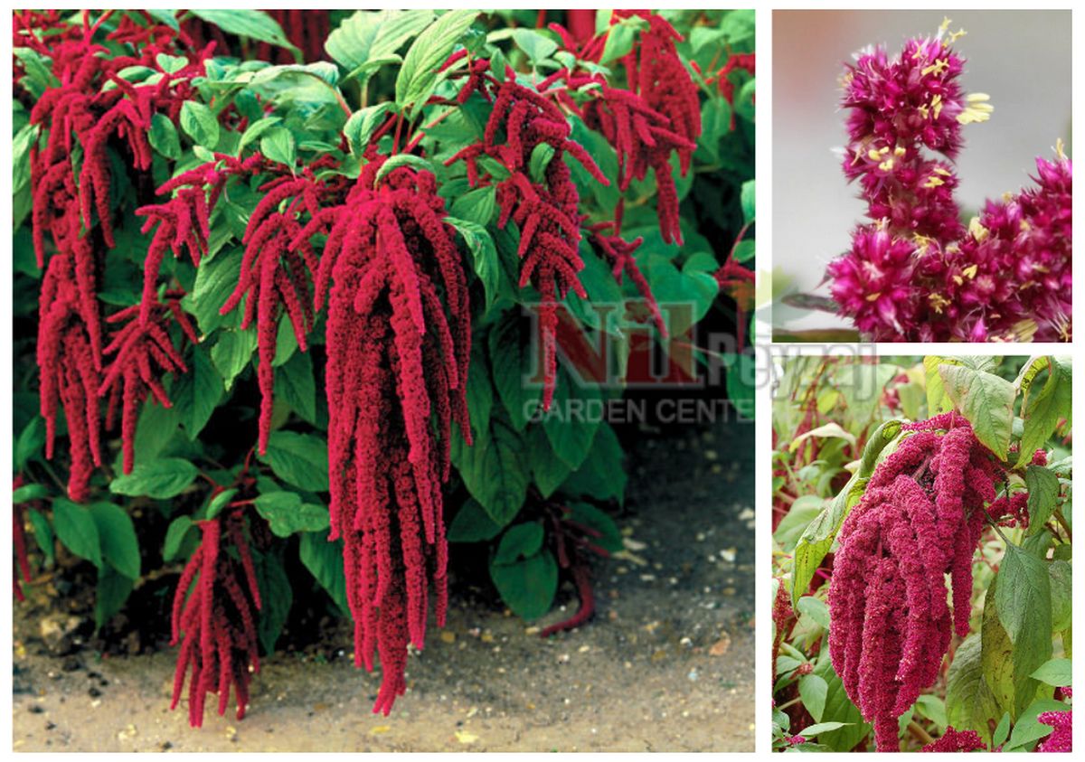 Amaranthus caudatus / Horozibiği