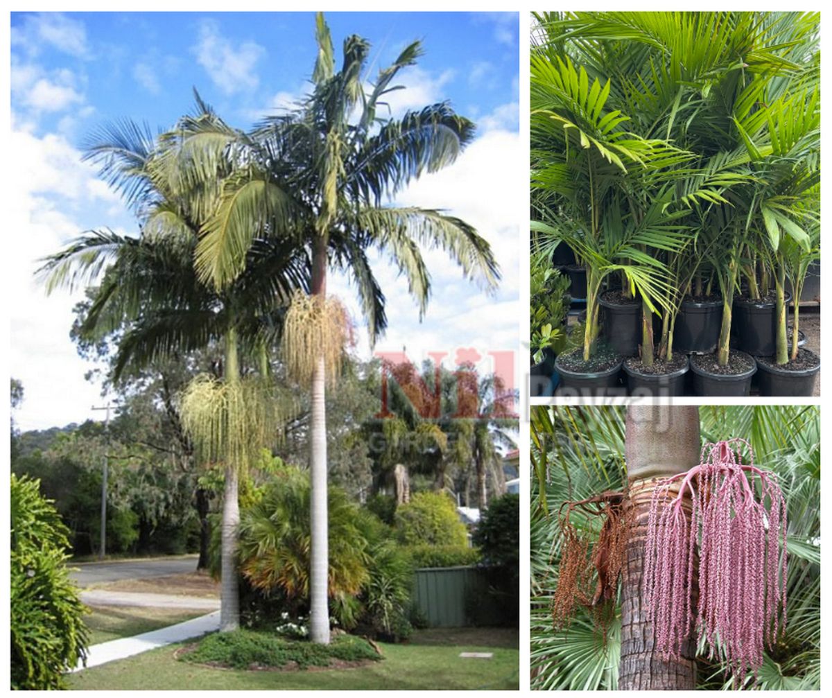 Archontophoenix cunninghamiana /  Kral palmiyesi