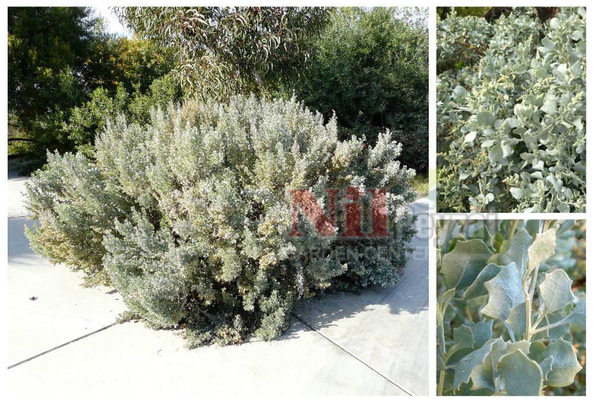 Atriplex nummularia / Tuz Çalısı